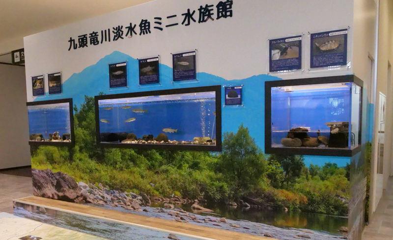 九頭竜川淡水魚ミニ水族館