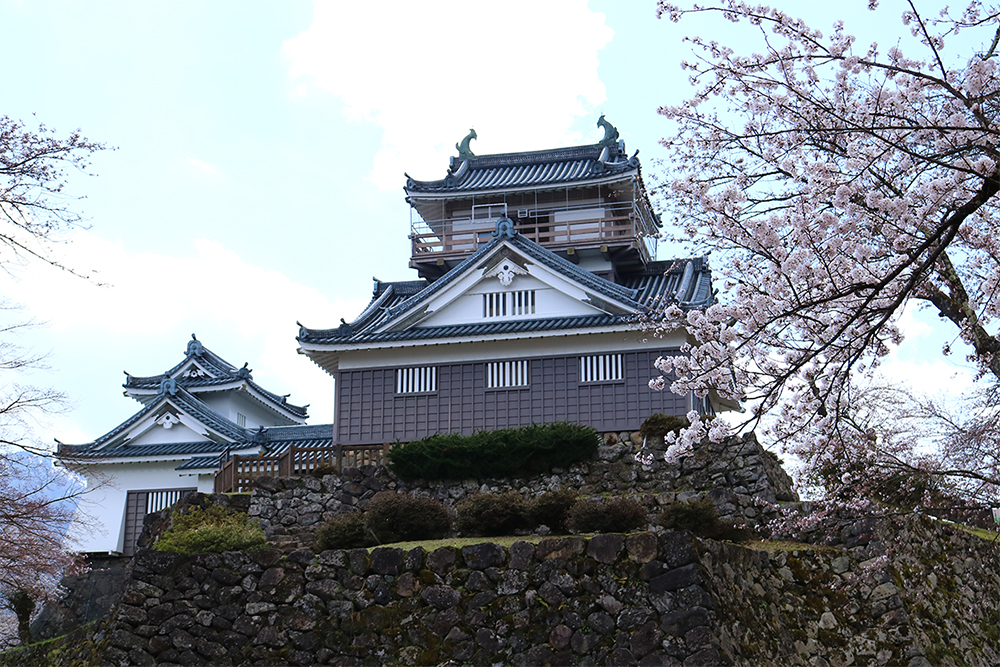 大野城　桜